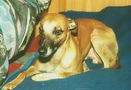 Jumbo - Desirée en de honden werden aangereden door een auto die op de verkeerde weghelft veel te snel reed. Jumbo kwam daarbij om het leven.